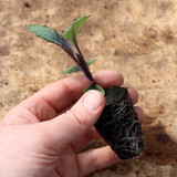 Growing Healthy Vegetable Plug Plants