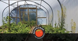 What to Grow in the Polytunnel in Winter