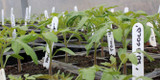 Top 10 Tips For Vegetable Seed Propagation