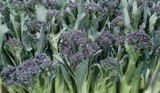 How To Grow Sprouting Broccoli 