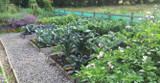 The Quickcrop Vegetable Garden in July