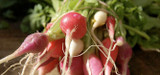 Top Ten Easiest Vegetables To Grow