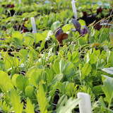 The Vegetable Garden in January