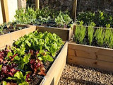 Urban raised bed garden design