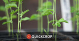 February in the Quickcrop Vegetable Garden