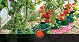 How To Grow Tomatoes In Containers