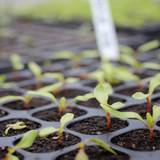 Germinating Vegetable Seeds in a Heated Propagator