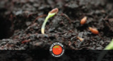 Seeds and Seed Germination