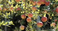 Planting fruit in October