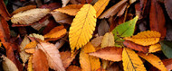 Collecting Autumn Leaves