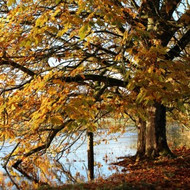 Top 5 Good Things To Do With Autumn Leaves