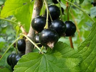 How To Grow Blackcurrants