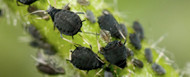 Garden Pests & How To Deal With Them