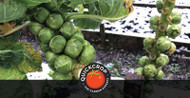 How to Grow Brussels Sprouts