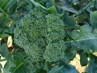 How to Grow Broccoli (Calabrese)