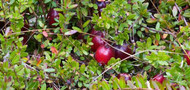 How to grow blueberries and cranberries