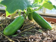 How To Grow Cucumber