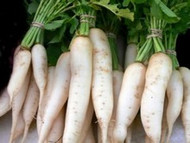 How To Grow Diakon Radish