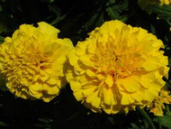 How To Grow Marigold