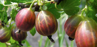 How to Grow Gooseberries