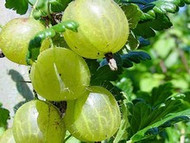 How To Grow Gooseberry