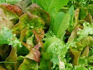 How To Grow Lettuce (Mix)