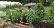 The Quickcrop Pea and Bean Frame