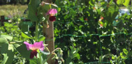 August Vegetable Garden Update