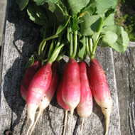 How To Grow Radishes