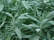 How To Grow Sage