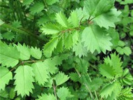 How To Grow Salad Burnet