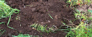 Ten Ways to Improve your Soil