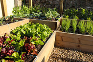 The Quickcrop Vegetable Garden in Early June