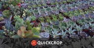 New Quickcrop Vegetable Growers Course