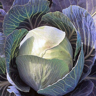 How To Grow Cabbage (Summer)