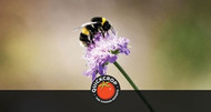 Bee Friendly Gardening