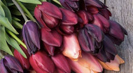 New Quickcrop Tulip Selection