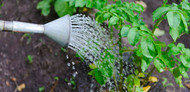 Irrigation in the Vegetable Garden