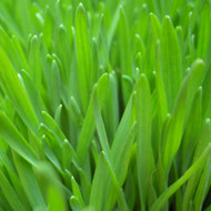 Wheatgrass - Growing and Juicing