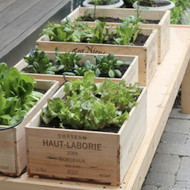 Growing Vegetables In Urban Planters - Container Gardening