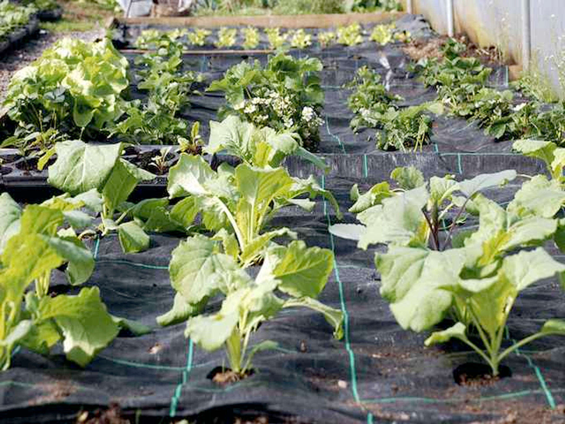 Gro grid for strawberries