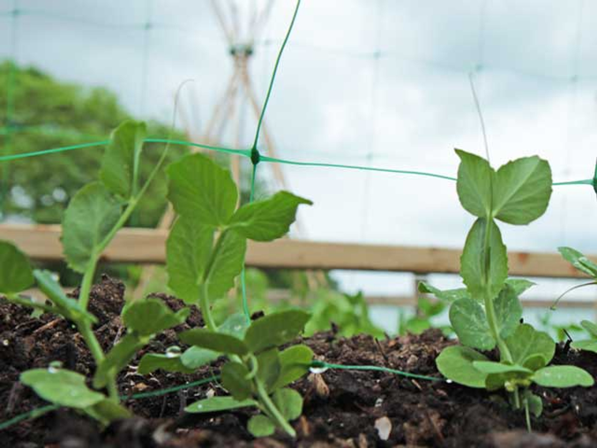 Pea and Bean Support Mesh Support for Climbing Plants
