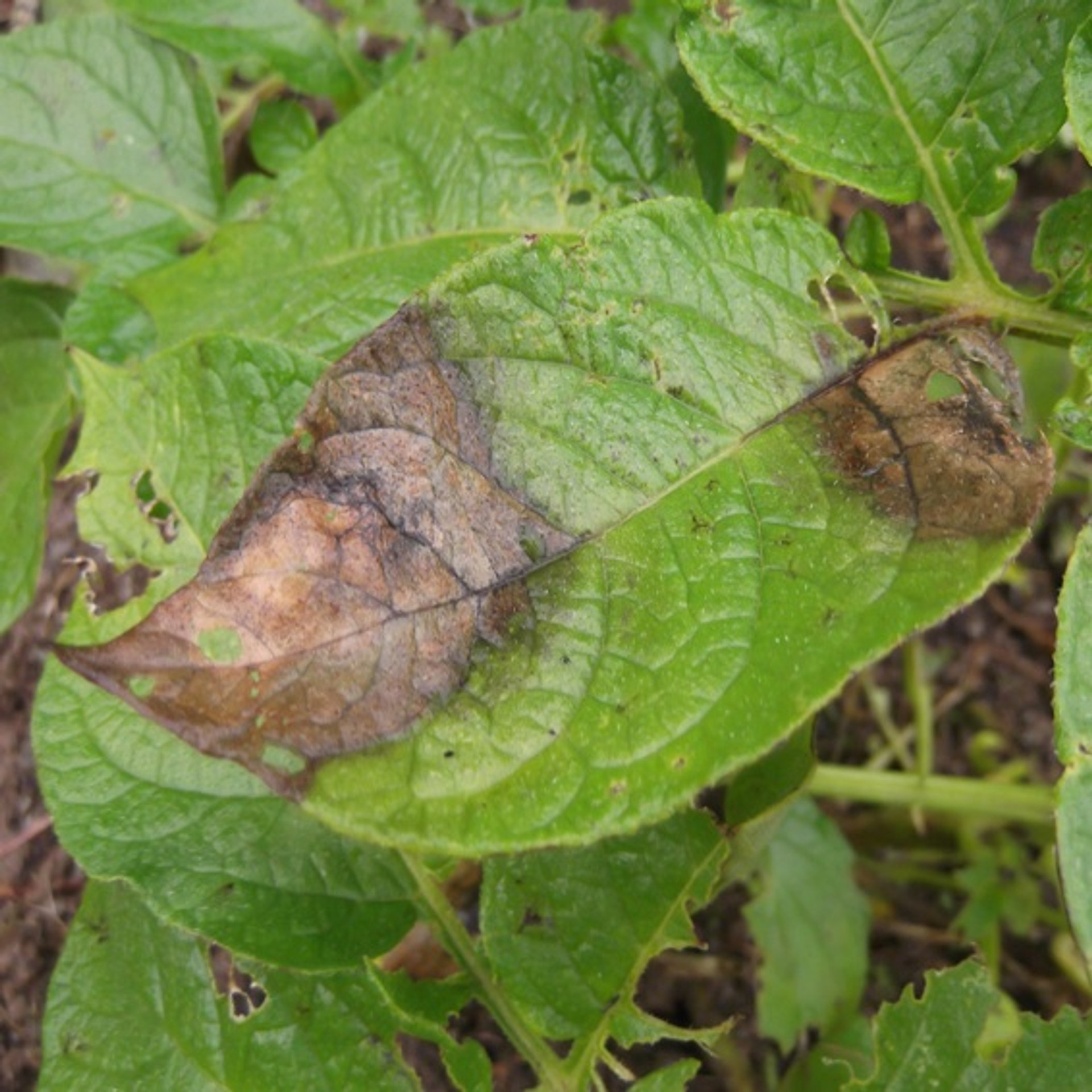 Potato Blight