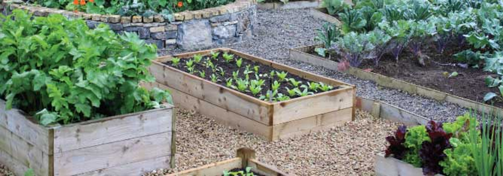Raised Beds for Vegetable Gardening Quickcrop UK