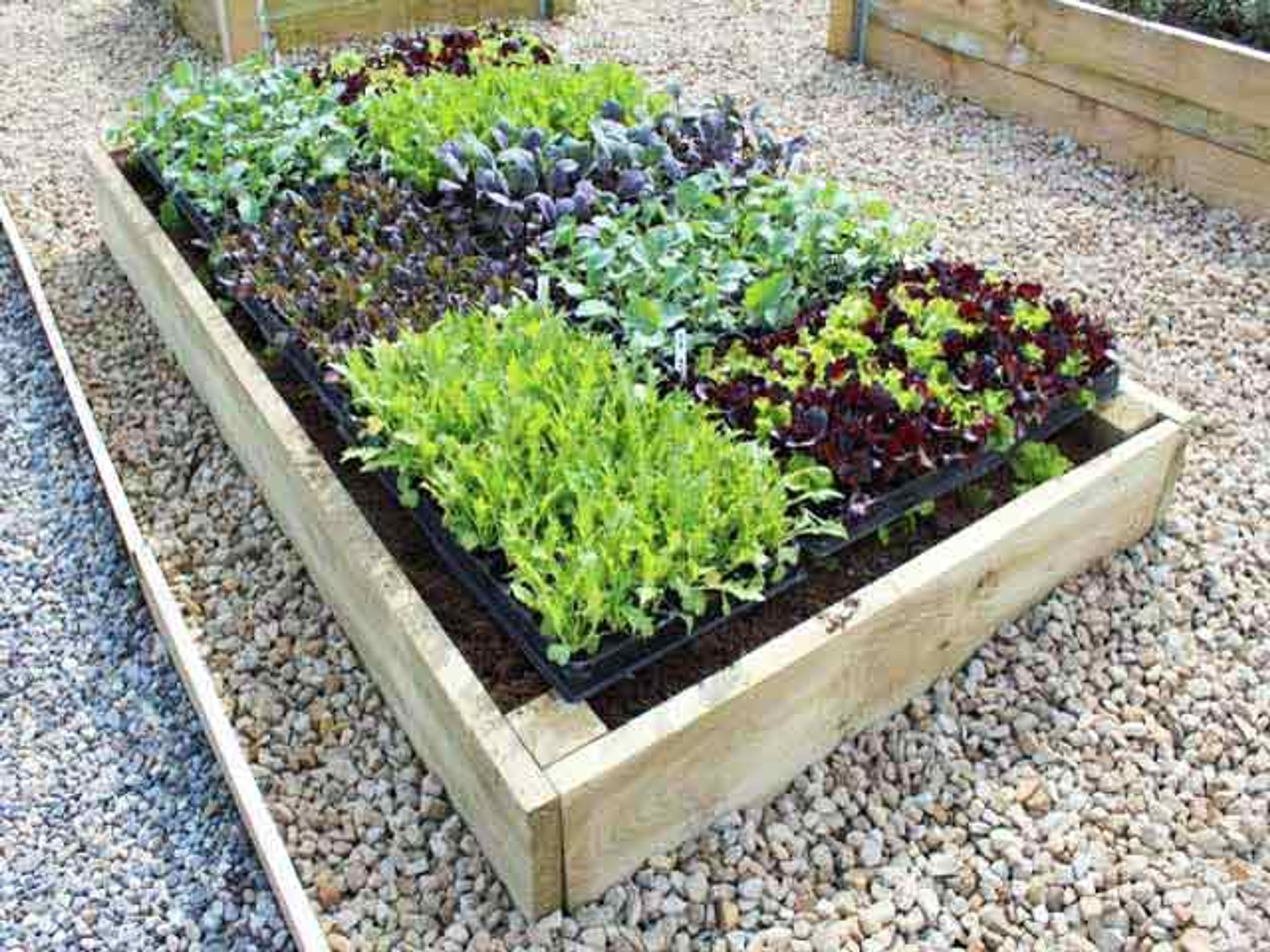 Vegetable Gardeners Site & Premium Raised Bed Suppliers Quickcrop