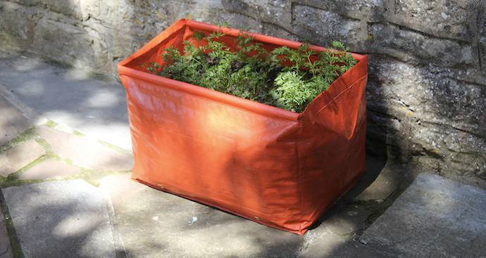 How to Grow Carrots In Containers
