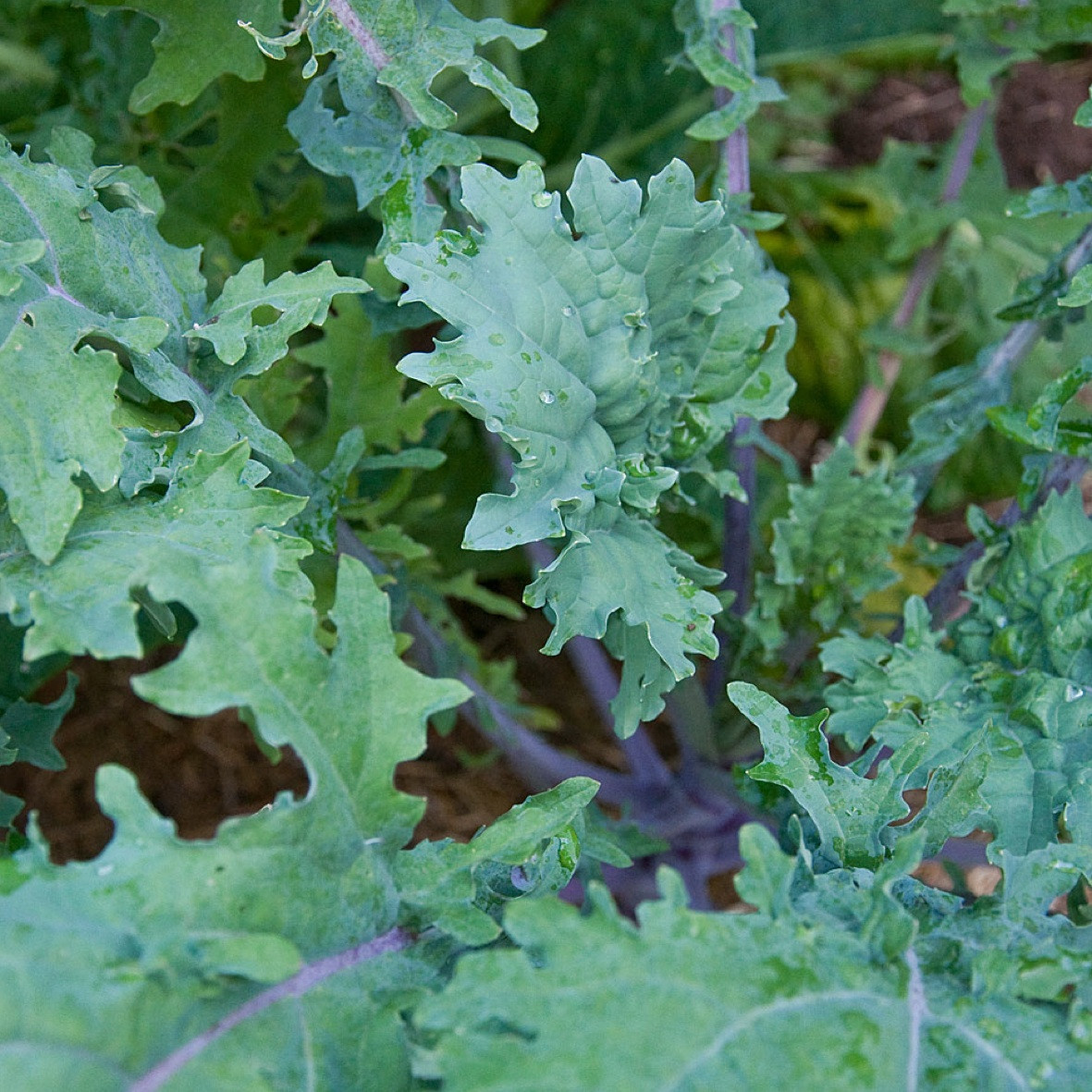 How To Grow Kale (Red)
