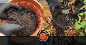 Can I Re-Use Potting Compost?