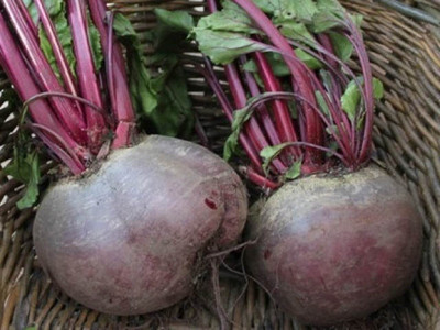 Beetroot 'Detroit Globe'