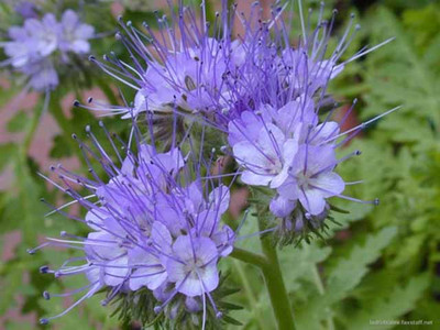 Green Manure Phacelia Tanacetifolia 75g